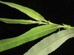 Salix matsudana. Emerging leaves with hairs that are soon mostly lost.
 Image: D. Glenny © Landcare Research 2020 CC BY 4.0